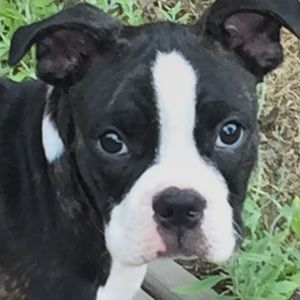 Meet your Posher, Alexa